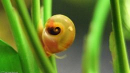 Red Ramshorn Snails Like Aquarium Plants