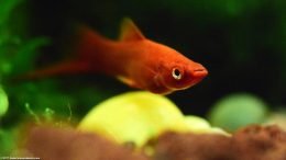 Red Velvet Swordtail In A Freshwater Community Fish Tank