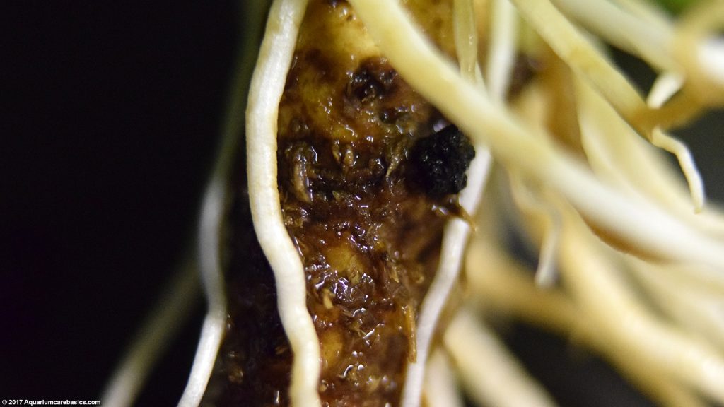 Amazon Sword Plant Care, Growth Rate, Roots & Leaves