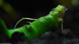 Rhizome Closeup On Anubias Barteri Plant