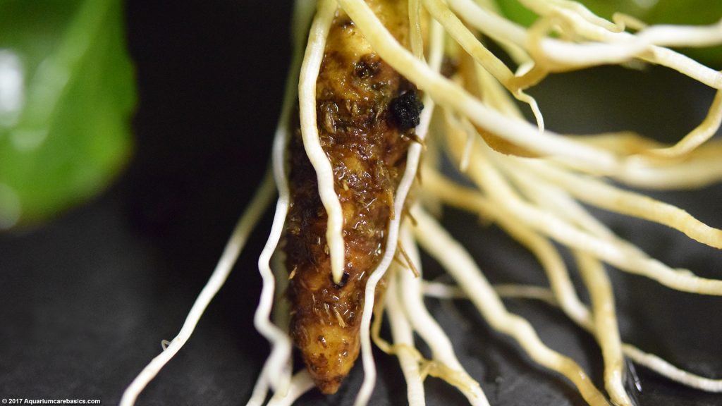 Amazon Sword Plant Care, Growth Rate, Roots & Leaves