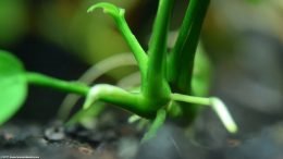 Rhizome And Roots On Anubias Barteri Plant