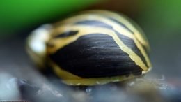 Shell Patterns On Nerite Snails Vary