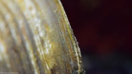 Shell Texture Of An Asian Gold Clam, Upclose