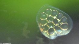 Snail Eggs On Fish Tank Glass