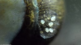 Snail Eggs On Glass In A Freshwater Aquarium