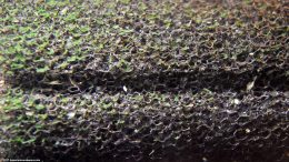 Snail Eggs On Sponge Filter