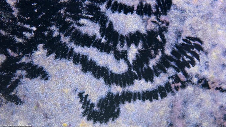 Aquarium Algae Buildup In A Freshwater Tank - Video
