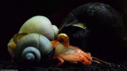 Snails Eating Dead Shrimp Shell