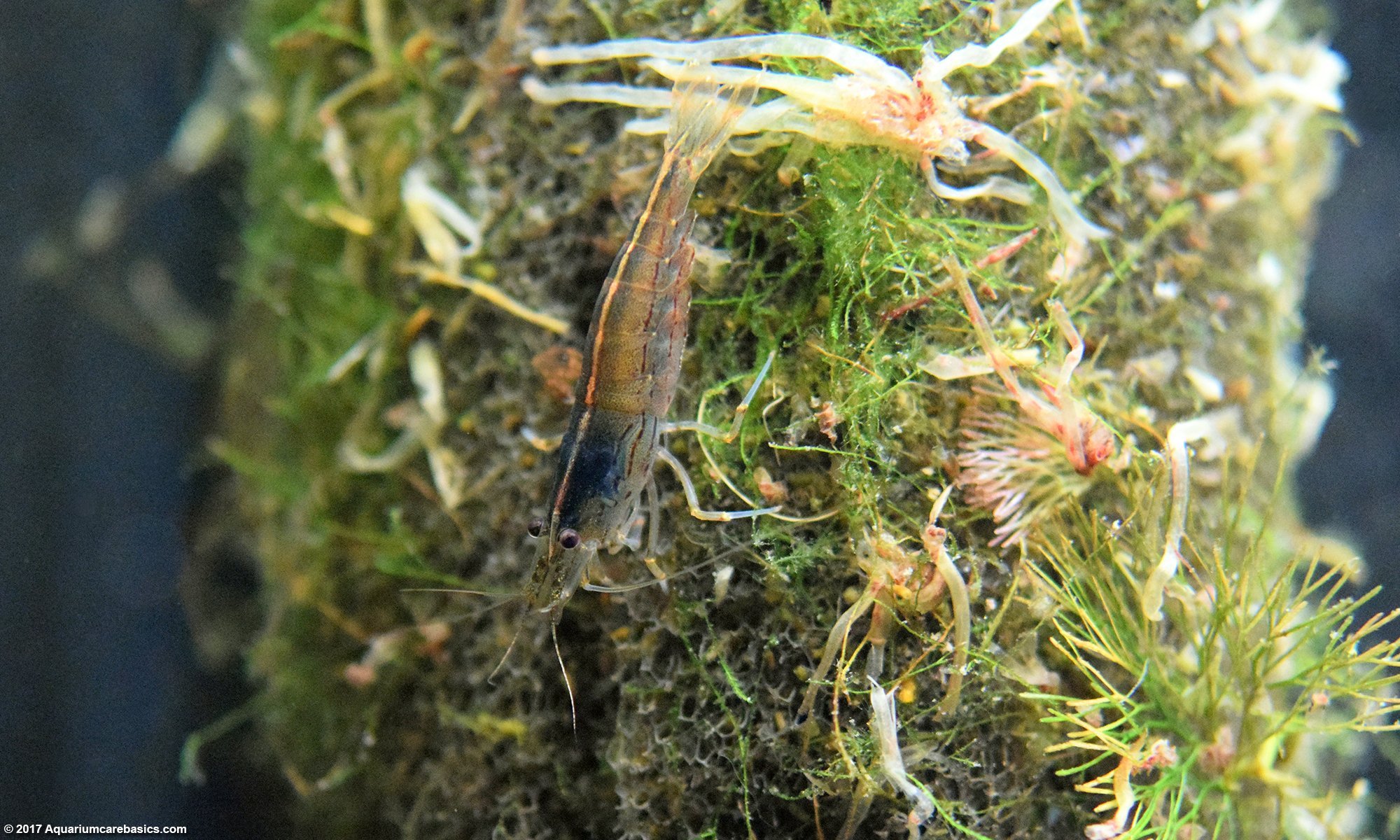 Sponge Filter With Amano Shrimp Feeding On Debris