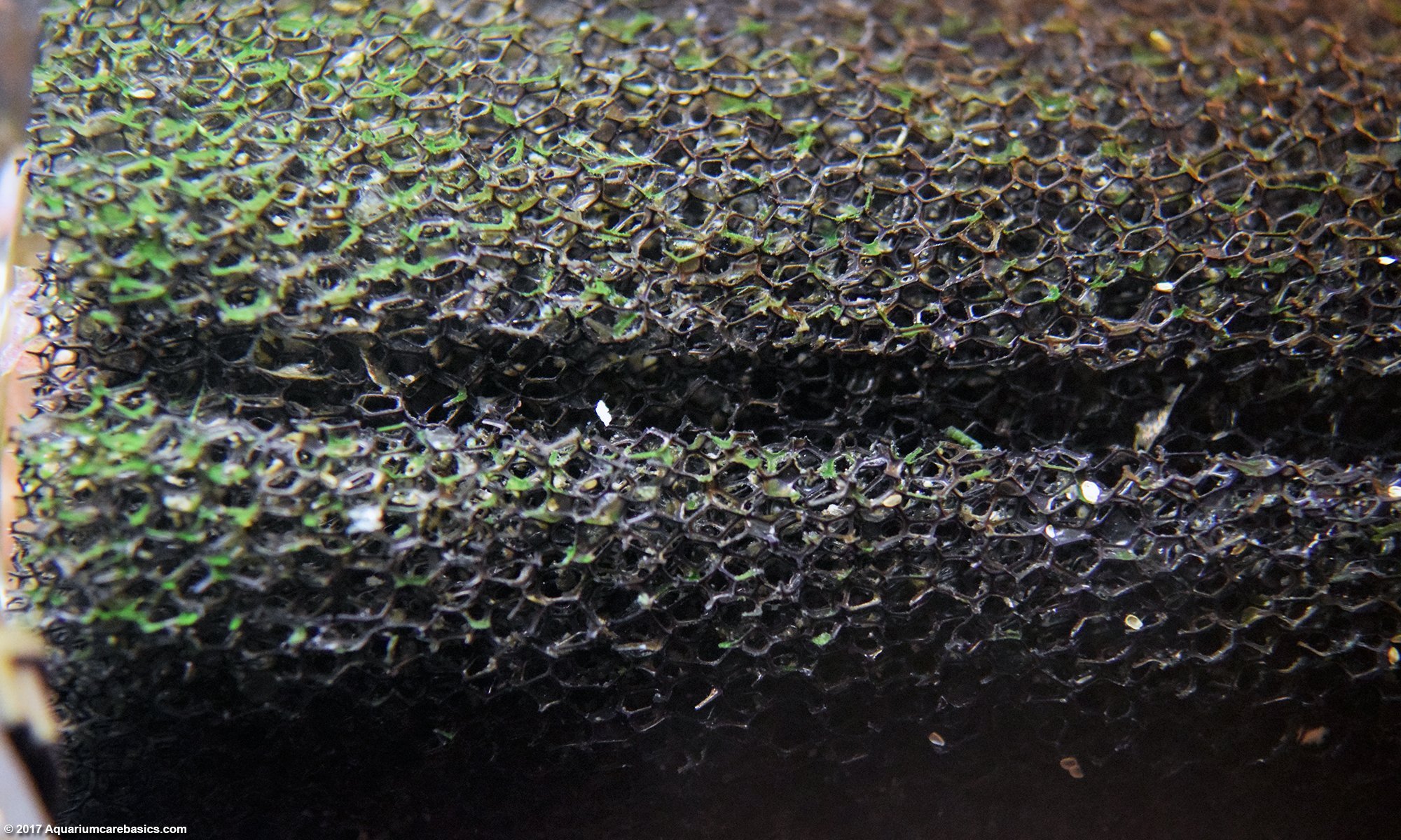 Sponge Filter Closeup, Adds Lots of Surface Area For Nitrifying Bacteria