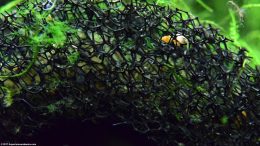 Sponge Filter Interior Filled With Debris