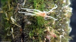 Sponge Prefilter In A Planted Aquarium