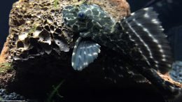 Suckermouth Catfish On Lava Rock