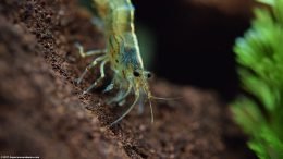 Japanese Swamp Shrimp In A Freshwater Tank