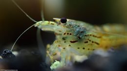 Swamp Shrimp Eyes, Closeup