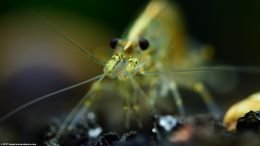 Swamp Shrimp Feelers, Closeup