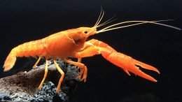 Tangerine Crayfish In A Freshwater Aquarium