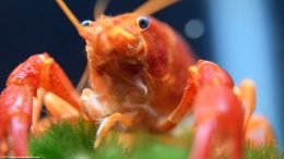 Tangerine Crayfish, Compound Eyes