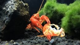 Tangerine Crayfish Eating A Molted Shell