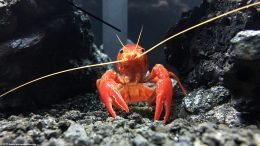 Tangerine Crayfish Eyes, Upclose