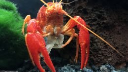 Tangerine Crayfish Feeding On Earthworm Flakes