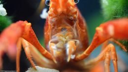 Tangerine Crayfish Holding Flake Food