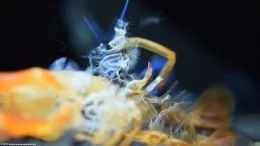 Tangerine Crayfish Molted Shell, Upclose