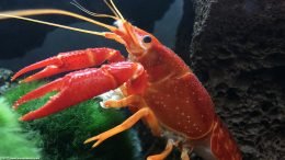 Tangerine Crayfish Moss Ball, Upclose