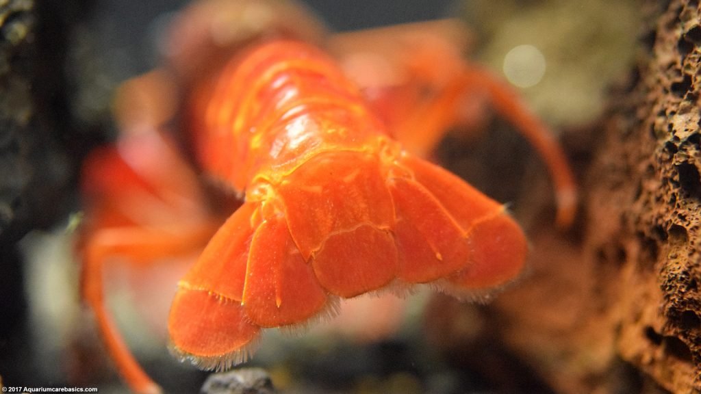 tangerine lobster tangerine lobster