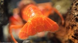 Tangerine Crayfish Telson And Uropod, Upclose