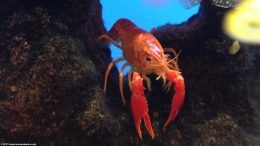 Tangerine Lobster on Lava Rock