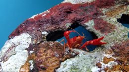 Tangerine Lobster In A Freshwater Aquarium