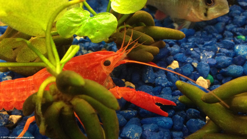 Tangerine Lobster Care, Size, Color, Food, Feeding & Molting Video
