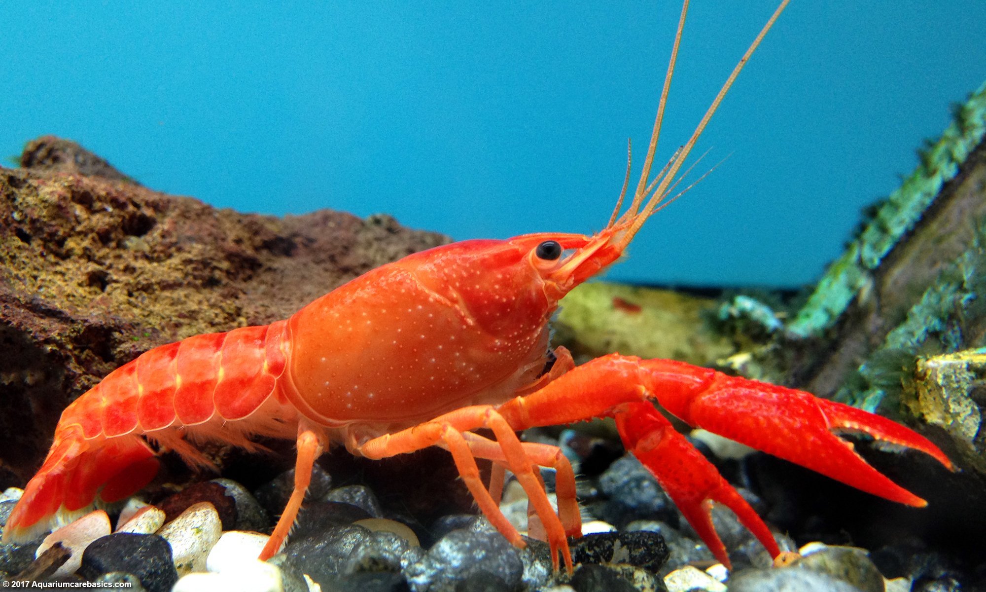 WATCH: Orange lobster, named Tangerine, has new home at aquarium, Top  Story