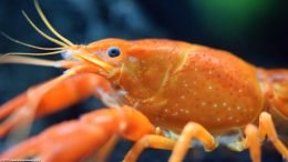 Tangerine Crayfish Cephalothorax