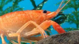 Tangerine Lobster Showing Its Cheliped And Claw