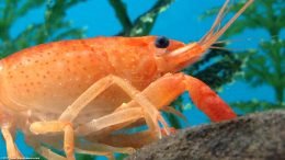 Tangerine Lobster Showing Its Cheliped And Claw