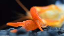 Tangerine Crayfish Claw After Molting