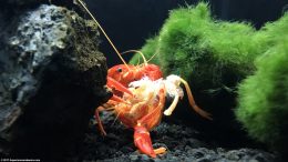 Tangerine Lobster Eating Molted Shell For Minerals