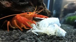 Tangerine Crayfish Eating A Molted Shell