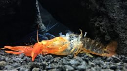 Tangerine Crayfish, Showing Its Empty Shell After Molting