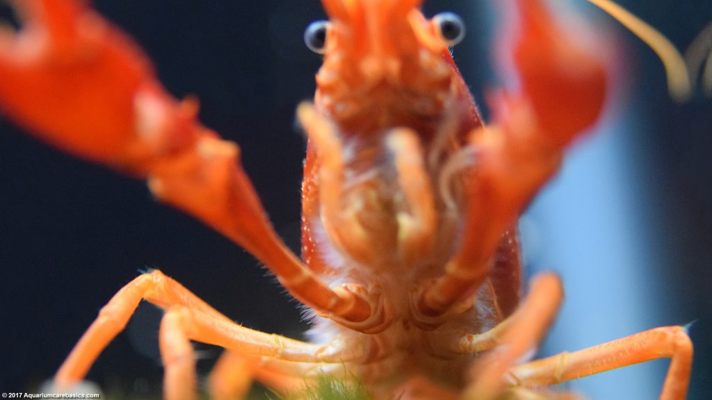 Tangerine Lobster Care, Size, Color, Food, Feeding & Molting Video