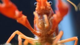 Tangerine Lobster Front Claws