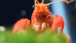 Tangerine Lobster, Front View