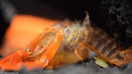 Tangerine Crayfish Molt, Leaving Empty Shell