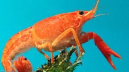 Tangerine Lobster Showing Its Thorax And Eye Stalk