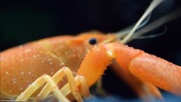 Tangerine Crayfish Showing Walking Legs, Upclose