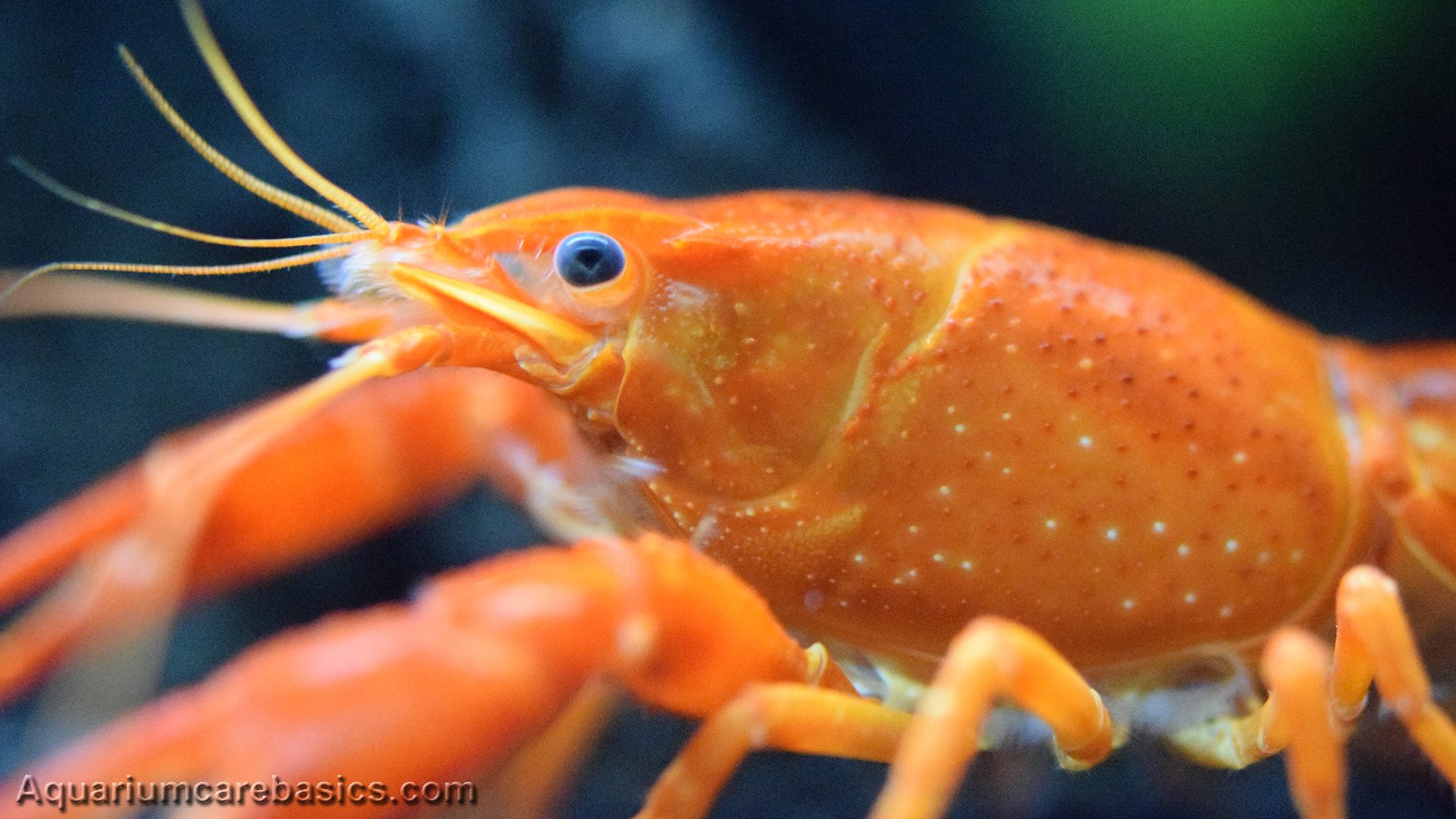 tangerine lobster tangerine lobster