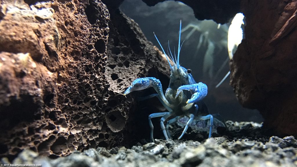 Hammers Cobalt Blue Lobster Care, Size, Color & Diet Video